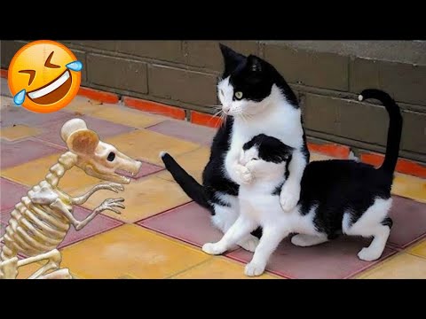 Funniest Cats And Dogs Videos That Will Make Your Day🤣😂 | Try Not To Laugh😁