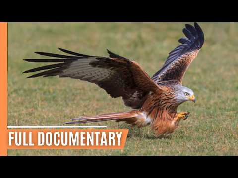 The Lightest Hunters - Kites and Harriers' Fight for Survival | Full Documentary