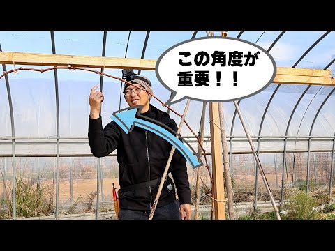 ブドウ１～2年目のはじめての剪定【空きハウスでシャインマスカット栽培】