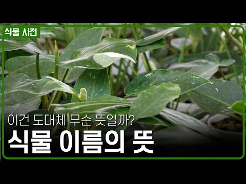 sp. cf. aff. var. 식물 이름 뒤의 알파벳은 무슨 뜻일까?