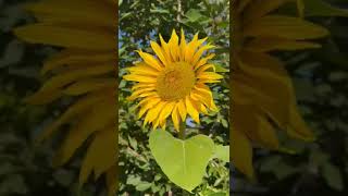 #sunflower #homegardening #plants #backyardgardening #shortsfeed #nature #shortsvideo #shortvideo