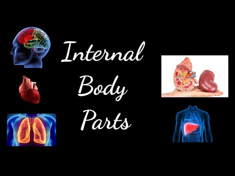 Internal Organ of our body|Inner parts of the human body|Internal Organ Names|body parts name