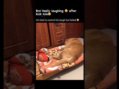 Bro really laughing 😝 after kick him😂#funny#shorts#funnyanimals#dog