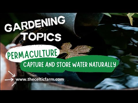 Water-Wise Gardening: 5 Essential Permaculture Hacks to Save Water & Boost Growth