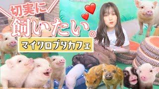 人生疲れた女、ブタちゃんに会いに行ったらペット候補に！？🐷〜マイクロブタカフェ