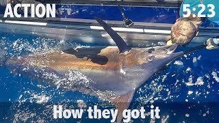 800LB BLUE MARLIN ON TRAILER BOAT