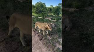 Hijo de Mapoza con manada de los Plains Camp (Mhangeni pride & Monwana lion) #shorts #lions #animals