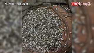 日月潭外來種PK！珍珠石斑忙禦敵 魚球遭網撈「團滅」（「日月潭一等高」提供）