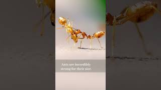 Fascinating Ants Facts Discover the Hidden World of Ants #animalfacts #natureadventures