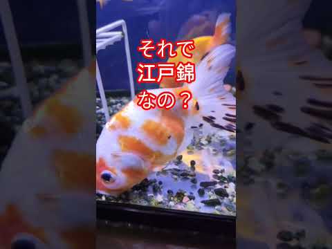 [金魚]　知ってたァ〜顔の肉瘤が凄いらんちゅう😝みんながみんなポコポコしてるわけじゃないよ!