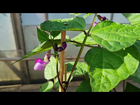 Growing Dwarf Purple Queen French Beans - spring update 2023