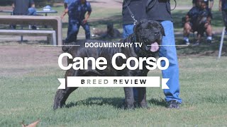 CANE CORSO BREED REVIEW