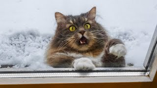 Lustige Tiere, die auf verrücktes Wetter reagieren