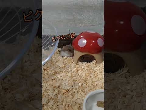 コソコソハムスター（ピク）#ハムスター#可愛い#癒し#コソコソ#ご飯#見つめてくる#hamsters#cute#cutehamsterloveee