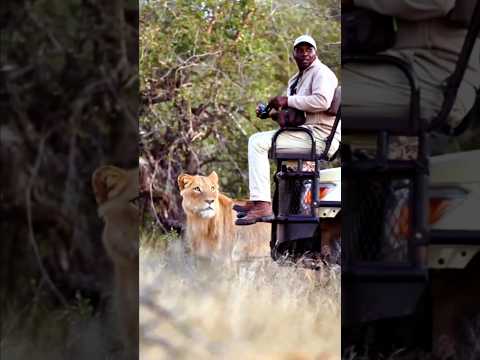 What Would You Do in This Situation? || #lion #wildlife #trending #shortsvideo #shortsfeed #shorts