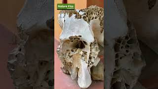 An Elephant's Skull | Wild Elephant | Sri Lanka Nature #Elephant'sSkull