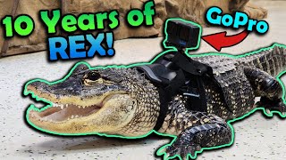 Celebrating our Pet Alligator's 37th Birthday!