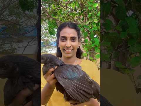 Black Chicken Making || கருங்கோழி வருவல் #food #shorts