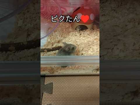 隠し場所教えるハムスター（ピク）#ハムスター #hamsters #癒し #cute #可愛い #隠し場所#ジャンガリアンハムスター