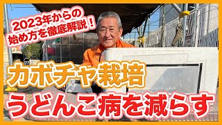 家庭菜園や農園のカボチャ栽培を成功させるために！うどんこ病を減らすカボチャの育て方を徹底解説！【農園ライフ】