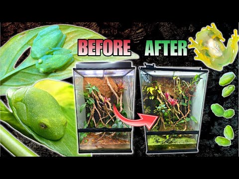 REHOUSING MY GLASS FROGS INTO A GIANT VIVARIUM! EPIC PALUDARIUM UPDATE!