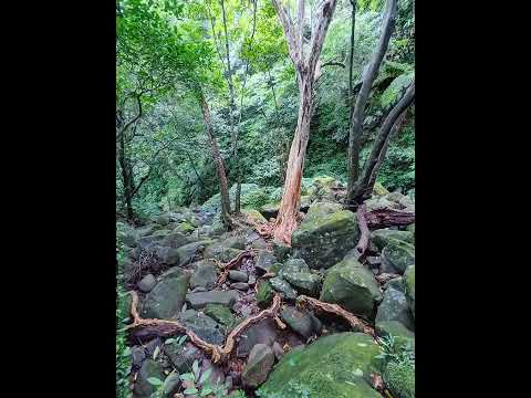 新北市石門區 青山瀑布步道 與青翠森林和沁涼溪水相伴而行