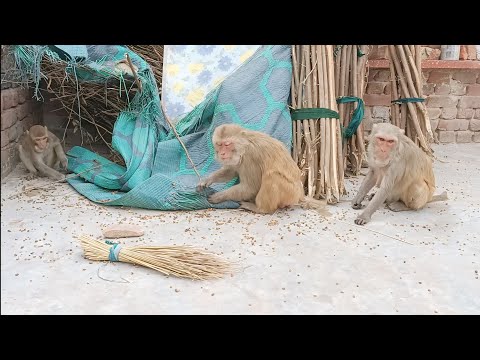 Bandar wala | monkey video | bandar bandar | bandar wala cartoon | bandar | bandar wala comedy