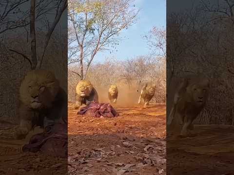 Lunchtime For The Lion King || #lion #wildlife #animals #trending #viralshorts #ytshorts #shorts