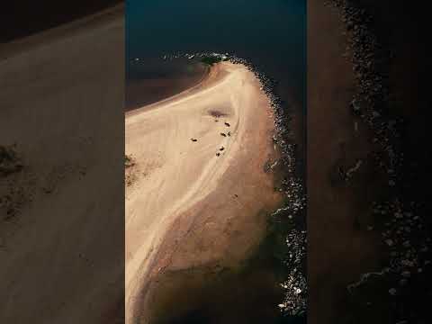 Reindeer sunbathing in northern Finland