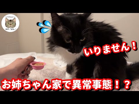 【トライアル中】モフモフの可愛い元野良猫に意外な変化が…お姉ちゃん家の先住猫との関係は！？