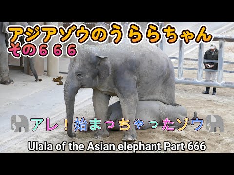 アジアゾウのうららちゃん（６６６）🐘アレ！始まっちゃったゾウ🐘（東山動植物園）Ulala of the Asian elephant Part 666