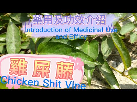 雞屎藤草藥介紹Chicken Shit Vine #草藥#青草#野草