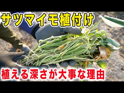 さつま芋は深く植付けるのがポイント　収穫量に関係します