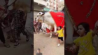 Big Bull.. big Guru cow videos for tiktok 🐂so beautiful ❤️#trading #shorts #vairalvideo