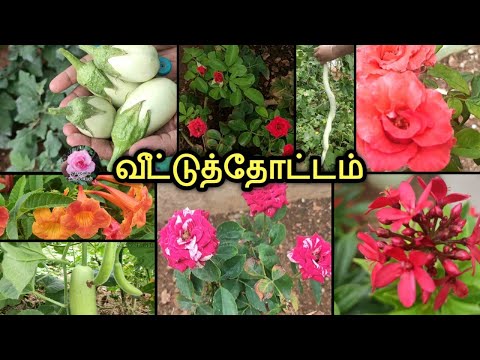 Veetu Thottam/garden tour/வீட்டுத்தோட்டம்