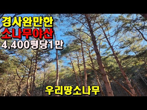 경사완만한 소나무야산/4,400평/평당1만/산약초/정선부동산매매/정선임야매매/강원도임야