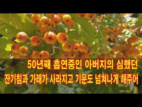 50년째 흡연준인 아버지의 심햬던 잔기침과 가래가 사라지고 기운도 넘쳐나게 해주어