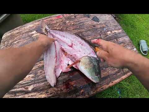 REDFISH ON THE HALF SHELL HISTORIC RECIPE - COOKING WITH HOME GROW VEGETABLES