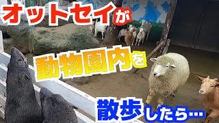 オットセイと園内を散歩したら動物達の反応が凄すぎたwww  Fur seal is walking in North Safari Sapporo