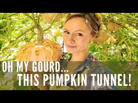 OH MY GOURD--it's a pumpkin tunnel harvest!