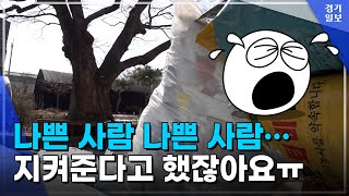 보존하고 지켜준다더니… 주변엔 쓰레기만 가득한 보호수?!