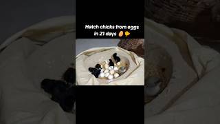 From egg to hatching the hen had chicks  21 #viralvideo #youtubeshorts #viralshorts #shorts #birds