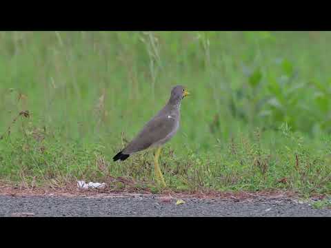 Wattled Lapwing (Vanellus senegallus) - Banjul Airport (Gambia) 16-11-2024