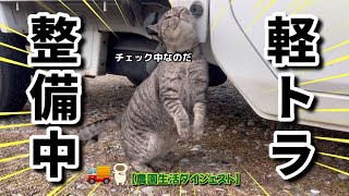 【1/14】火曜日の農家ネコたち🐈‍⬛🐈【農園生活ダイジェスト】