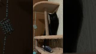 Funny black cat controlling #cats #shorts #blackcat #blackcatsrule