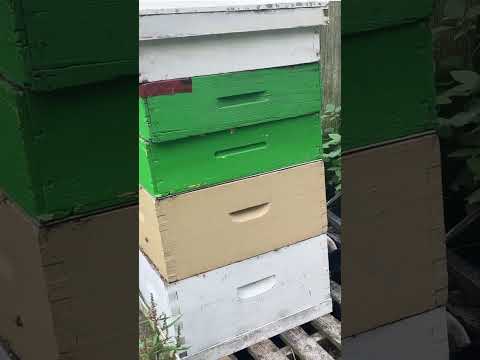 Two Queens In One Hive?