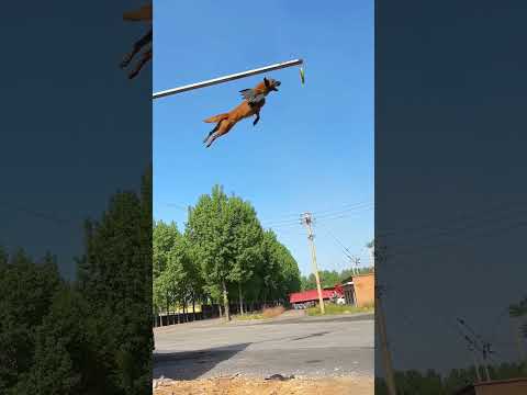 flying dog #dogjump