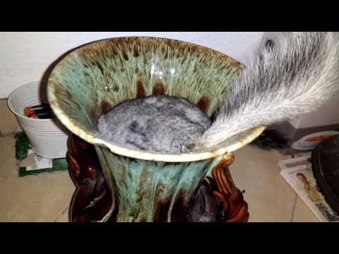 Chinchilla gets stuck in vase