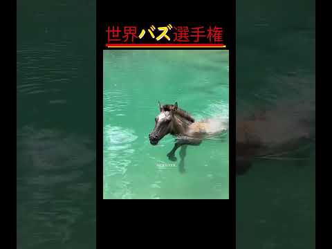 「一度見たら止まらない！動物たちの可愛い大爆笑ハプニング」