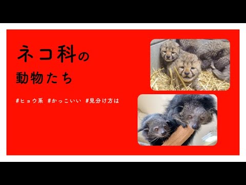 【#かわいい#楽しい#癒し#動物園に行こう】ネコ科の動物たち